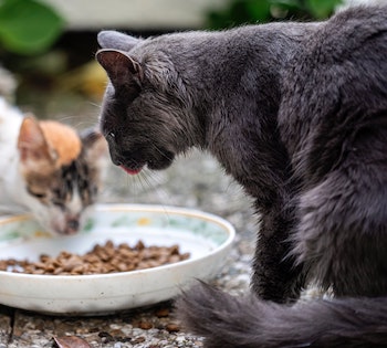 cats eating from their bowl