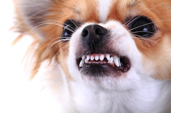 pomeranian showing his teeth in anger