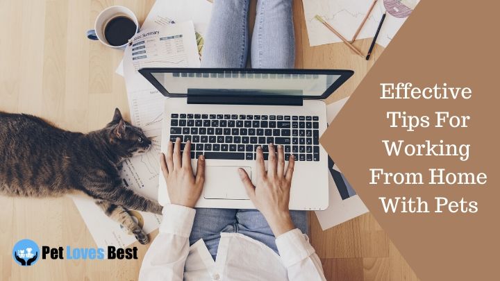 Effective Tips For Working From Home With Pets Featured Image