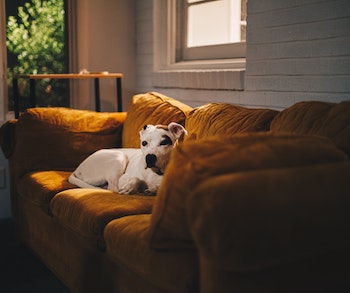 a dog on a sofa