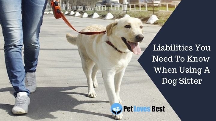 Liabilities You Need To Know When Using A Dog Sitter Featured Image