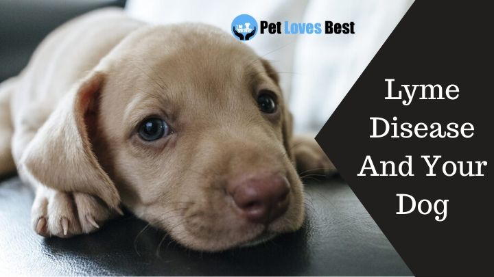 Lyme Disease And Your Dog Featured Image