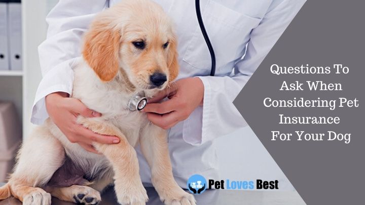 Questions To Ask When Considering Pet Insurance For Your Dog Featured Image