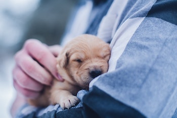 A puppy in a human's hand