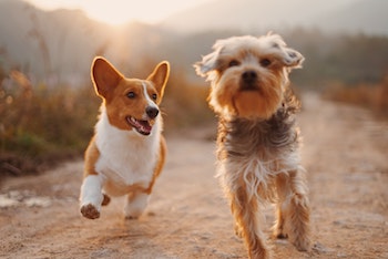 two dogs running on a trail