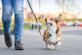 A corgi walking on leash