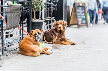 Dogs tied outside restaurants