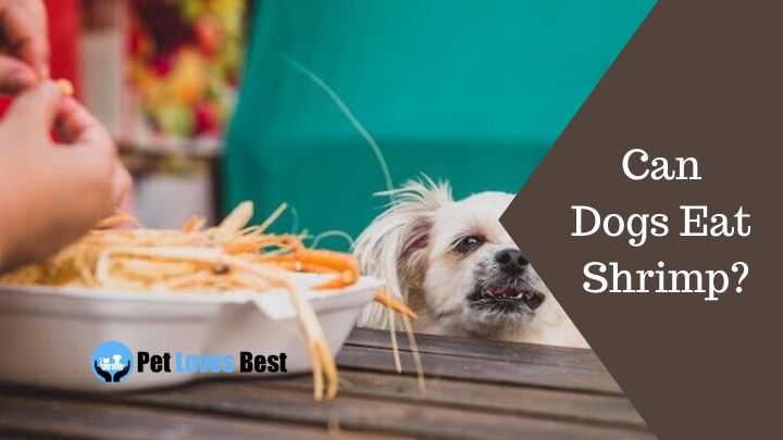 Can Dogs Eat Shrimp?