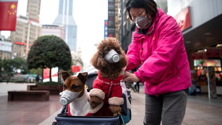 Dogs Coronavirus