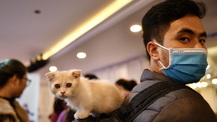 Cats Coronavirus