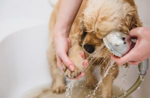 Clean your dogs after every activity 