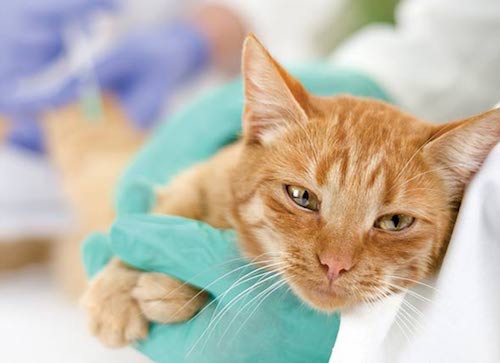 Coronavirus in cats