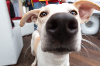 a dog's photo on pet camera