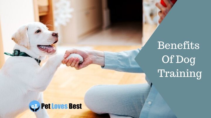 Benefits Of Dog Training Featured Image