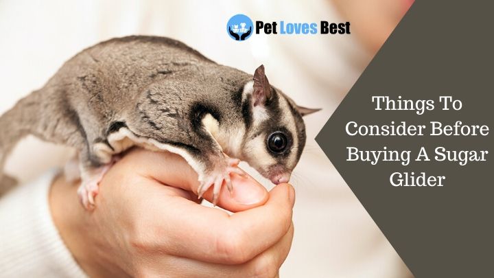Things To Consider Before Buying A Sugar Glider Featured Image