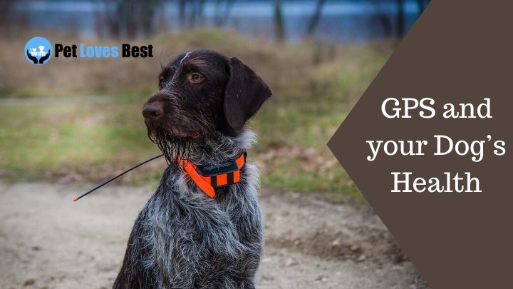 GPS and your Dog’s Health Featured Image