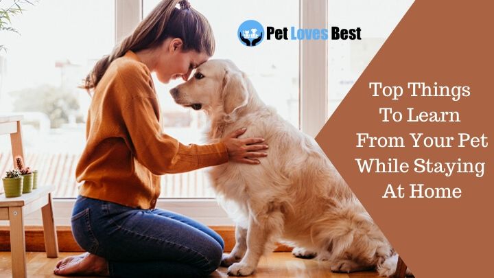 Top Things To Learn From Your Pet While Staying At Home Featured Image