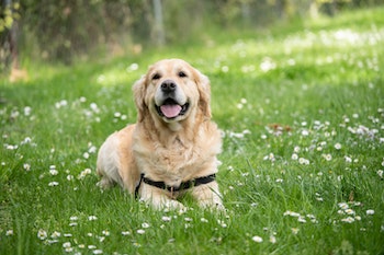 a retriever dog in lawn