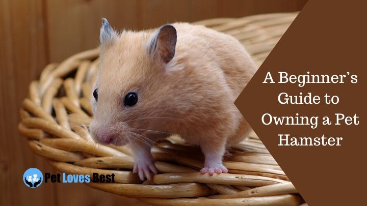 A Beginner’s Guide to Owning a Pet Hamster Featured Image