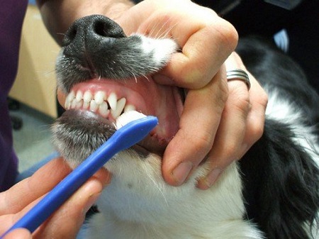 Brush Their Teeth Atleast Once a Day