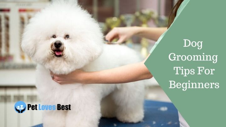 10 Dog Grooming Tips For Beginners From Professionals