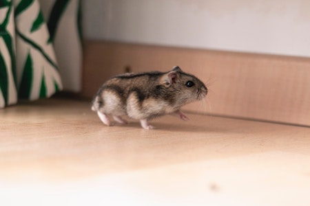 A running hamster