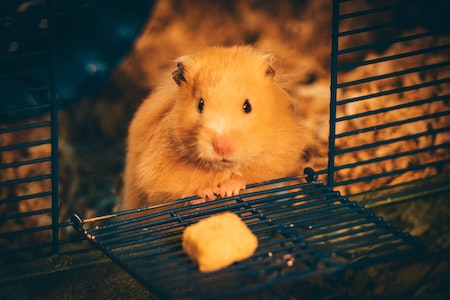 what does a hamster eat?