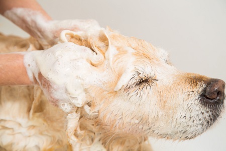 putting shampoo on a dog