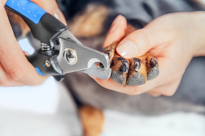 How to Use Dog Nail Clippers