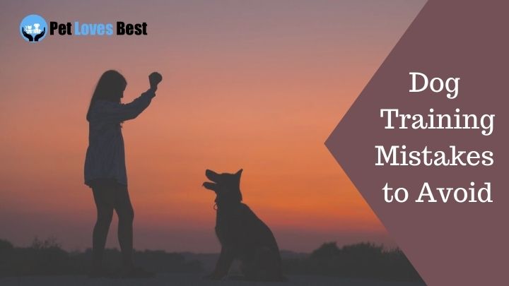 Dog Training Mistakes to Avoid Featured Image