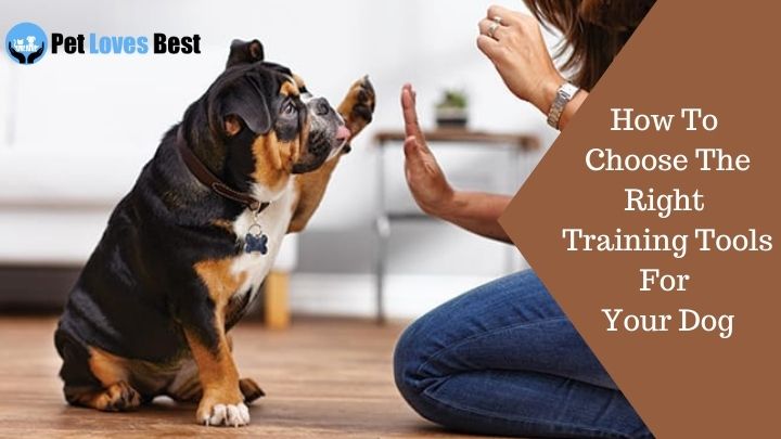How To Choose The Right Training Tools For Your Dog Featured Image