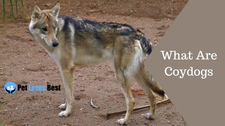 What Are Coydogs Featured Image