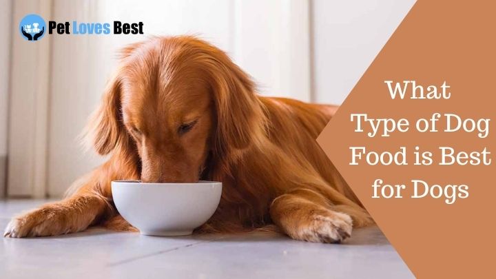 What Type of Dog Food is Best for Dogs Featured Image