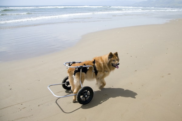 Wheelchairs for large dogs
