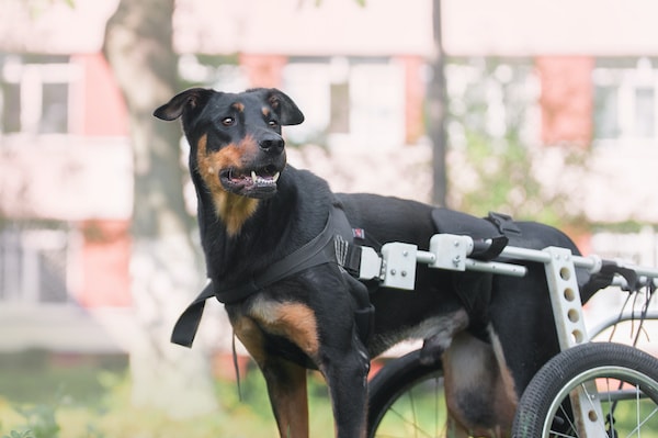 use alternative therapies for your disabled dogs