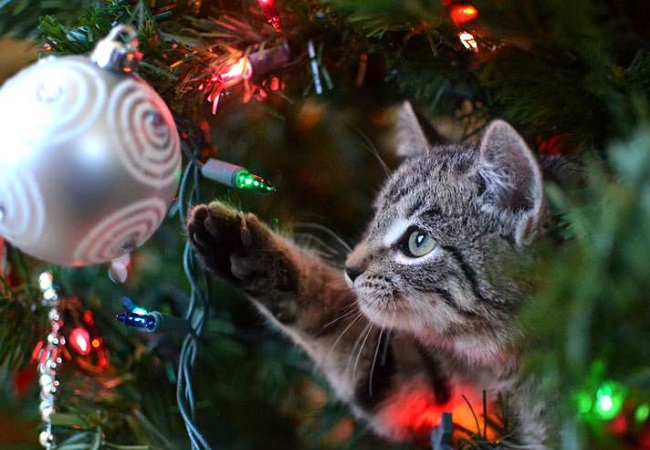 Cat Playing with Christmas Tree Lights