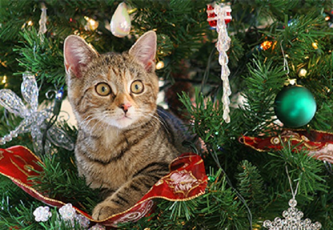 Keep Cats Out of the Christmas Tree