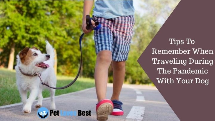 Tips To Remember When Traveling During The Pandemic With Your Dog Featured Image