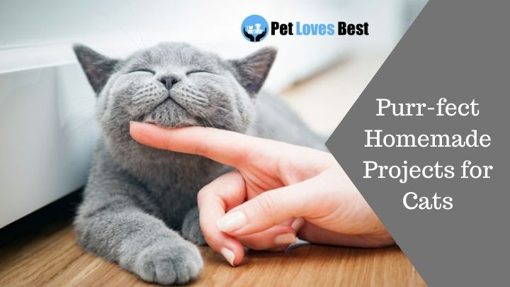 Purr-fect Homemade Projects for Cats Featured Image
