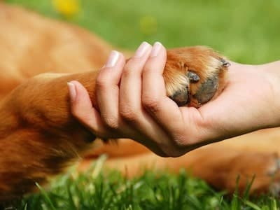 Benefits of Personalised Pet Care