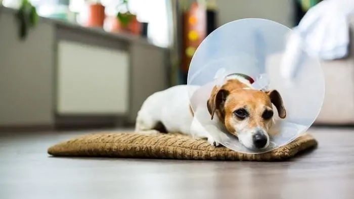 how to care for your dog after neutering