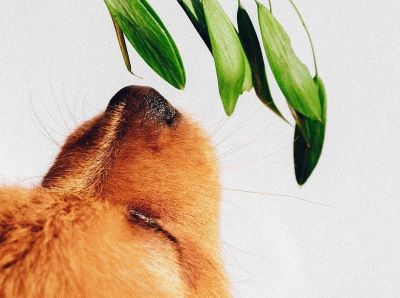 dog sniffing a leaf