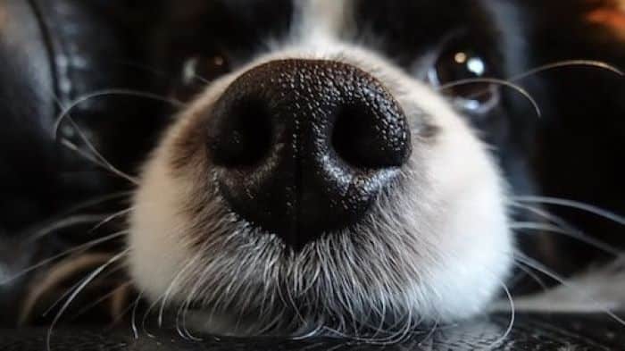 Can You Cut Dog Whiskers