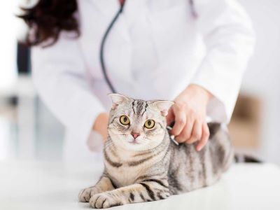cat with a vet
