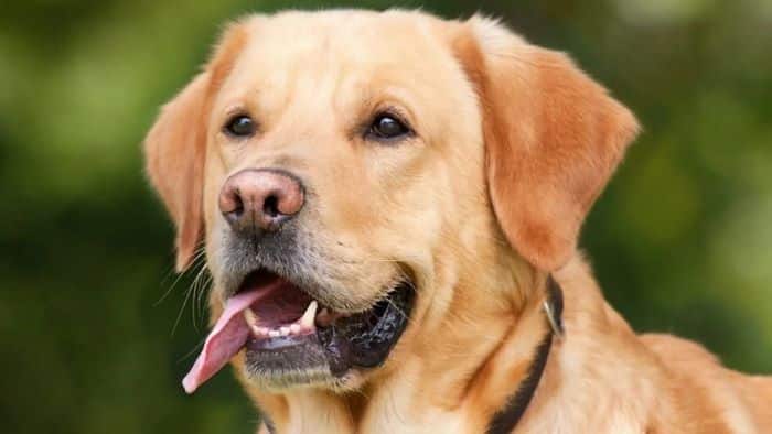 How to Calm an Aggressive Dog