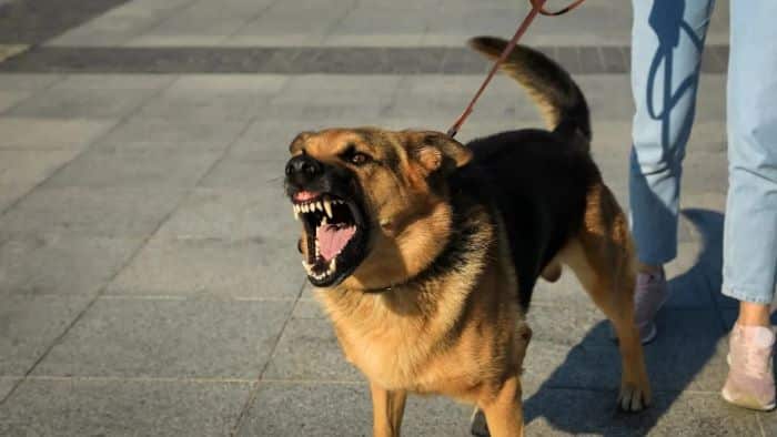 aggressive dog