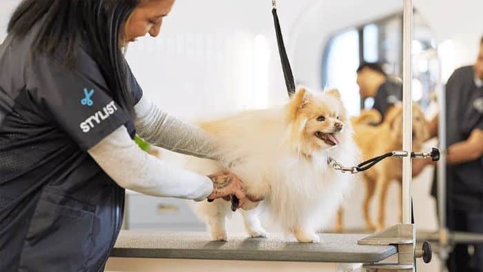 Top 5 Pet Grooming Products Top 5 Pet Grooming Products