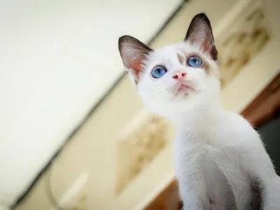 Curiosity and exploration