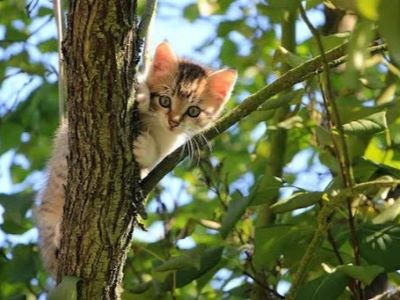 Playful prowess