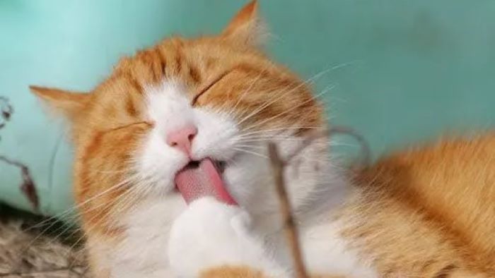 Cute and Quirky: Uncovering the Adorable Antics That Make Cats So Lovable